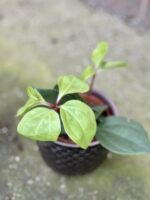 Zdjęcie rośliny Peperomia pereskiifolia, ujęcie 3