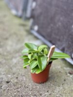 Zdjęcie rośliny Peperomia Pixie, ujęcie 2