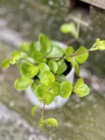 Zdjęcie rośliny Peperomia rotundifolia, ujęcie 1