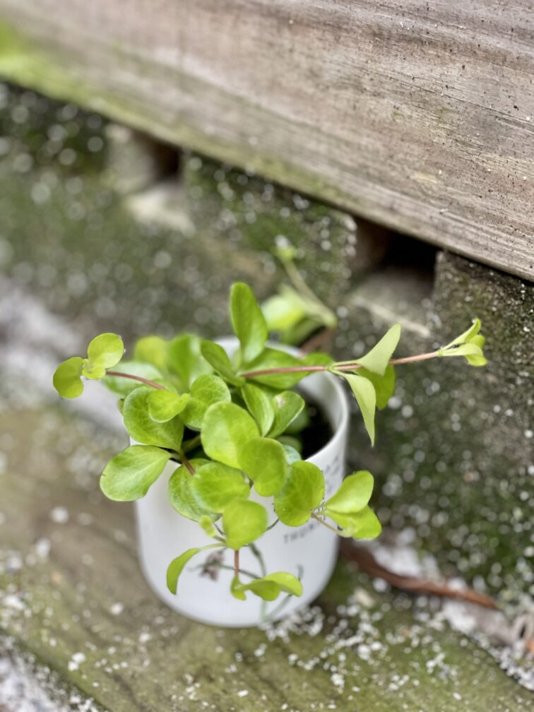 Zdjęcie rośliny Peperomia rotundifolia, ujęcie 2