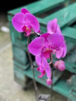 Zdjęcie rośliny Phalaenopsis Purple Cascade, ujęcie 2