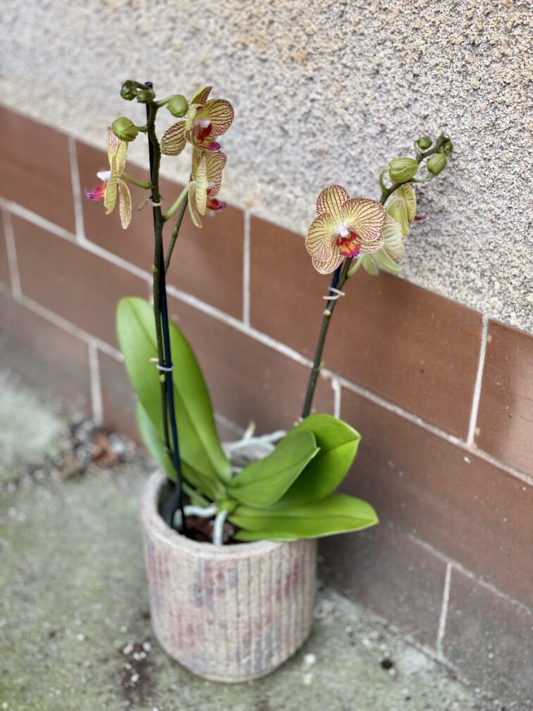 Zdjęcie rośliny Phalaenopsis Yellow Blush, ujęcie 2