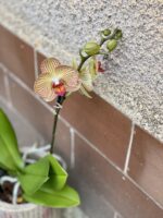 Zdjęcie rośliny Phalaenopsis Yellow Blush, ujęcie 4