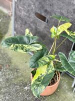 Zdjęcie rośliny Philodendron Burle Marx variegata, ujęcie 1