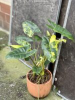 Zdjęcie rośliny Philodendron Burle Marx variegata, ujęcie 2