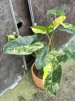 Zdjęcie rośliny Philodendron Burle Marx variegata, ujęcie 4