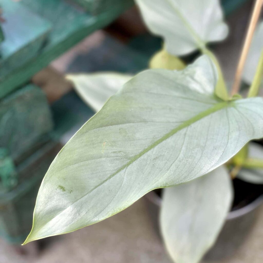 zdjęcie srebrnej rośliny doniczkowej philodendron hastatum (Filodendron Silver Queen Sword)