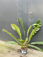 Zdjęcie rośliny Philodendron linnaei Kunth, ujęcie 3