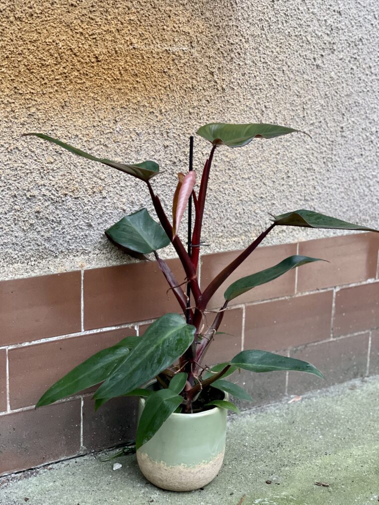 Zdjęcie rośliny Philodendron Mandaianum, ujęcie 2