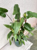 Zdjęcie rośliny Philodendron Mandaianum, ujęcie 1