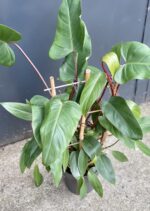 Zdjęcie rośliny Philodendron Mandaianum, ujęcie 3