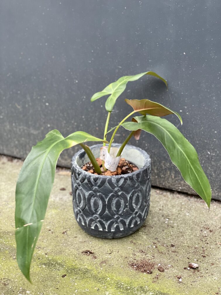 Zdjęcie rośliny Philodendron mexicanum, ujęcie 1