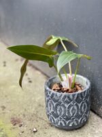 Zdjęcie rośliny Philodendron mexicanum, ujęcie 2