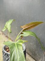Zdjęcie rośliny Philodendron mexicanum, ujęcie 3