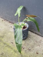 Zdjęcie rośliny Philodendron mexicanum, ujęcie 4