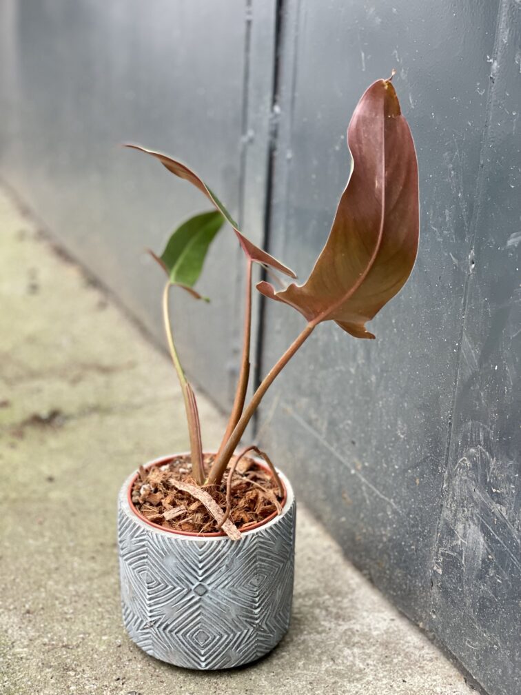 Zdjęcie rośliny Philodendron mexicanum, ujęcie 2