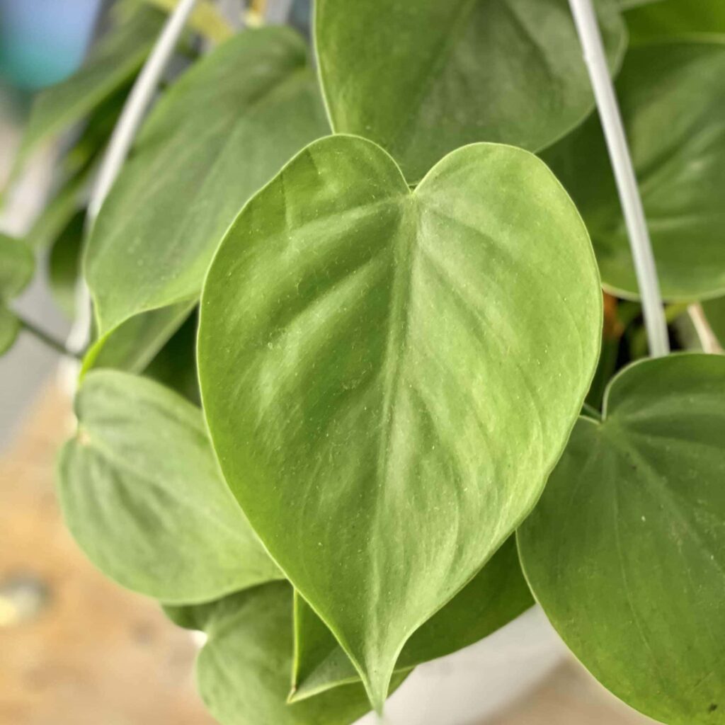 zdjęcie roślina philodendron scandens zielony