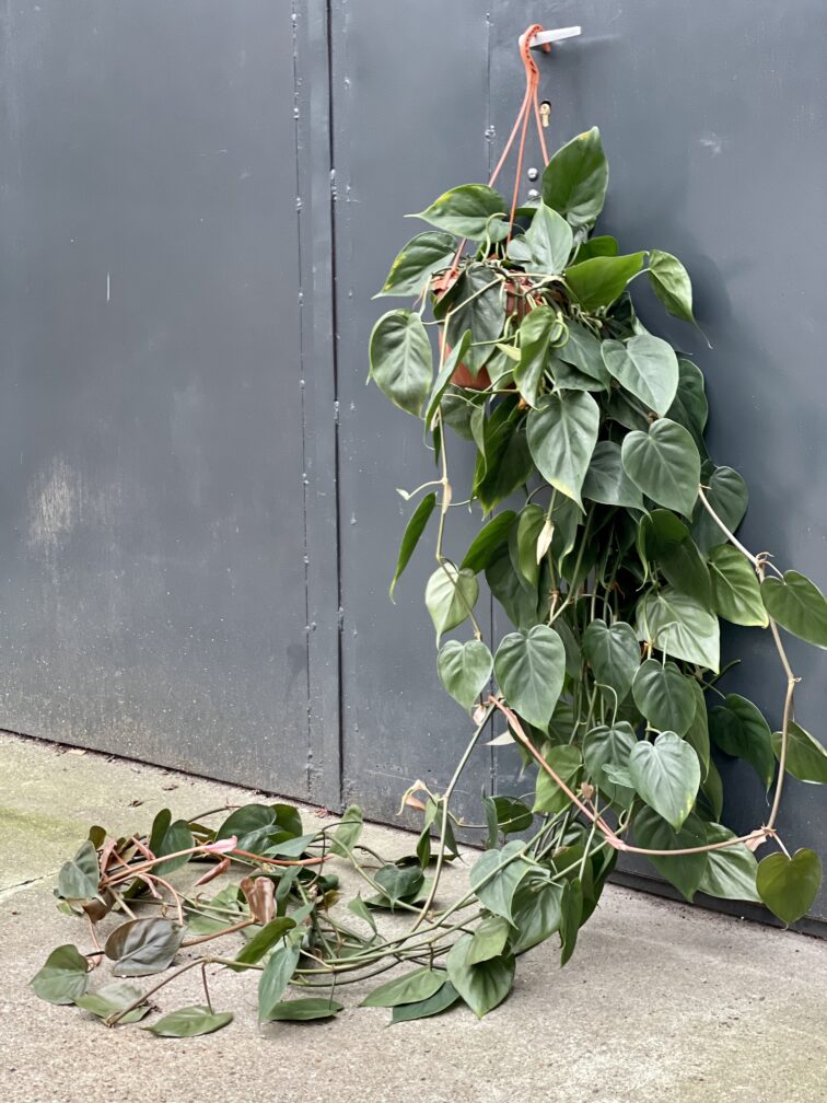 Zdjęcie rośliny Philodendron Scandens, ujęcie 1