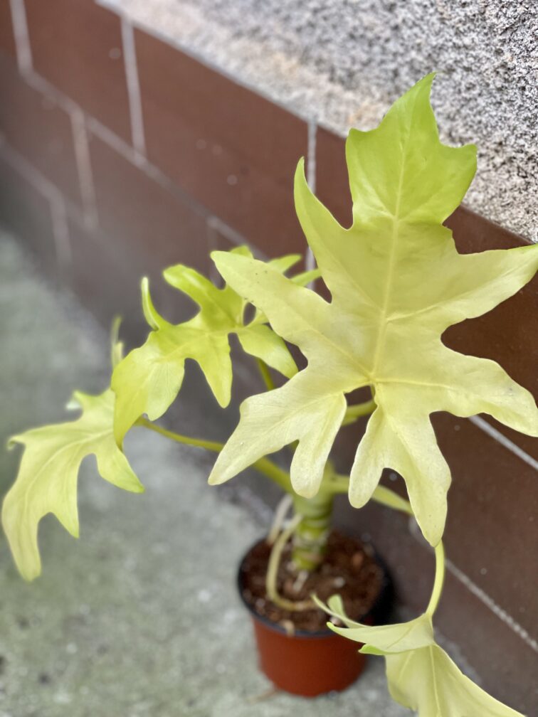 Zdjęcie rośliny Philodendron warscewiczii gold, ujęcie 3