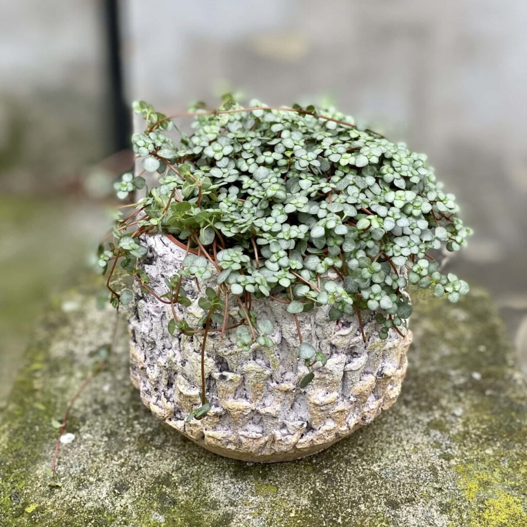 Zdjęcie pilea glaucophylla greyzy