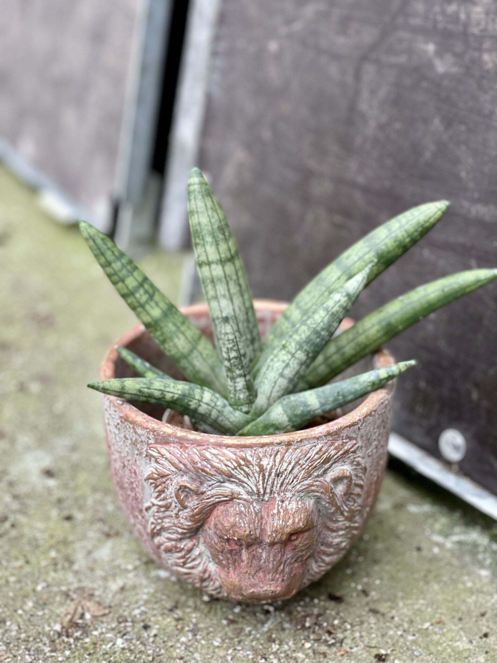 Zdjęcie rośliny Sansevieria bocellensis, ujęcie 1