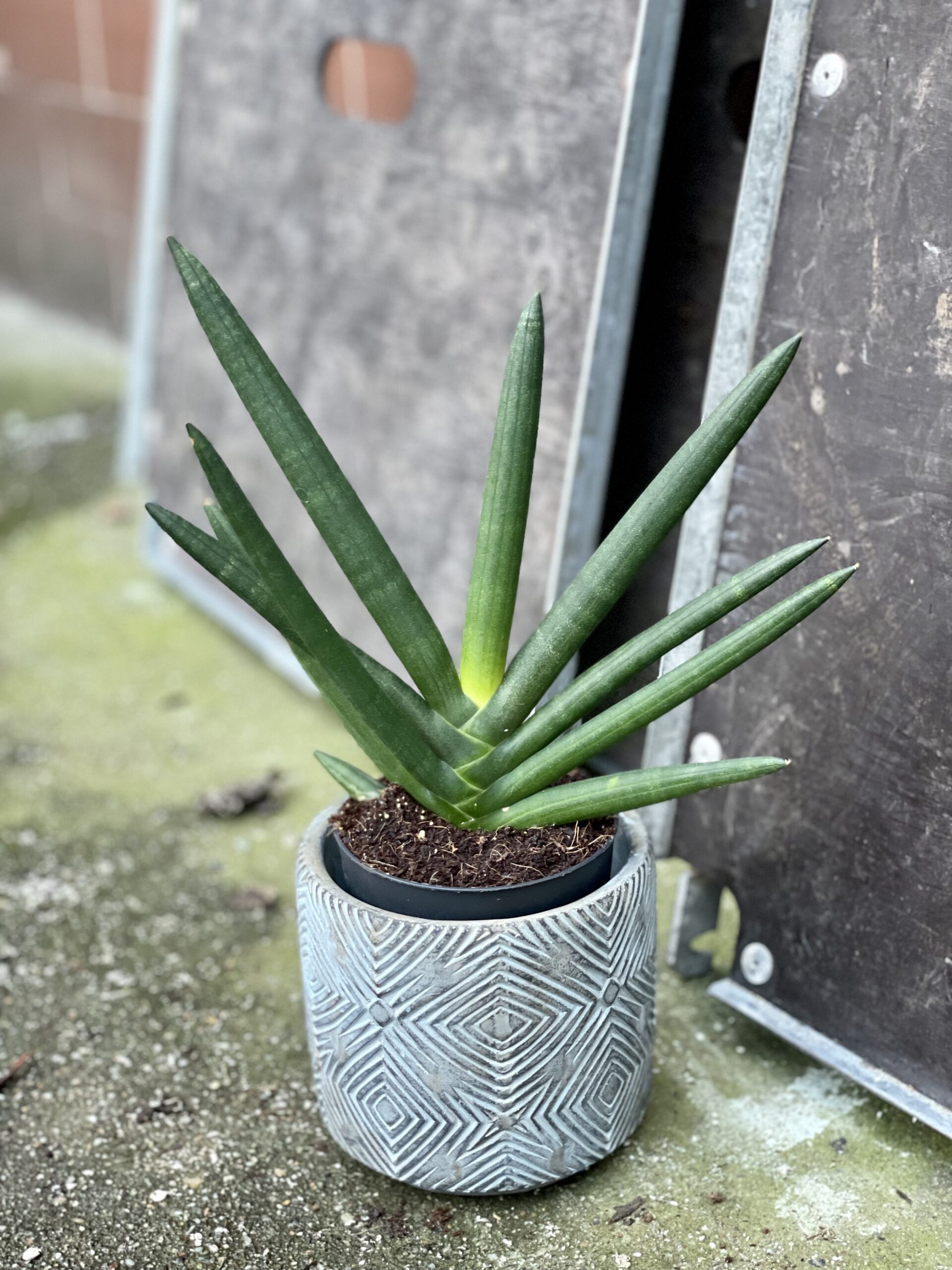 Zdjęcie rośliny Sansevieria cylindrowa Tiara Emerald, ujęcie 1