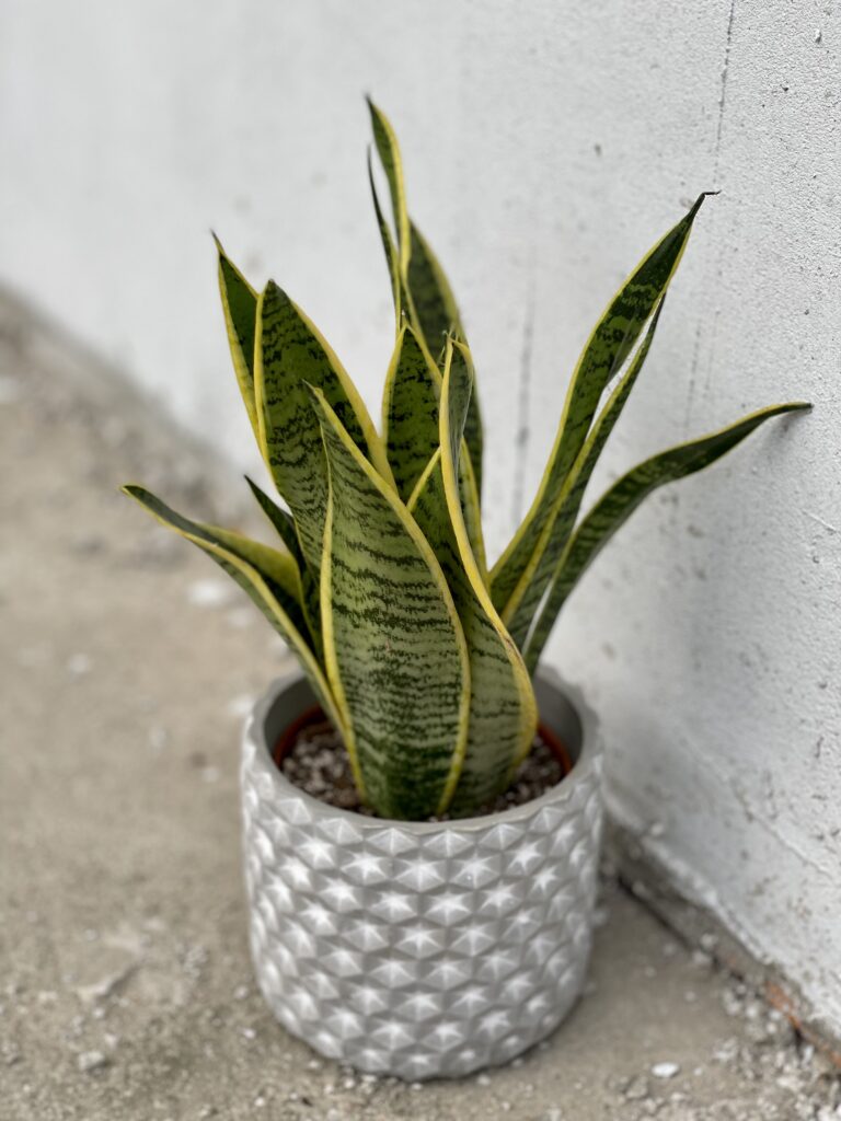 Sansevieria trifasciata Laurentii (Sansewieria gwinejska) - Jungle Boogie