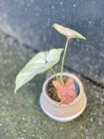 Zdjęcie rośliny Syngonium Pink Flecked, ujęcie 1