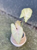 Zdjęcie rośliny Syngonium Pink Flecked, ujęcie 3