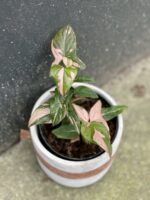 Zdjęcie rośliny Syngonium Pink Splash, ujęcie 2