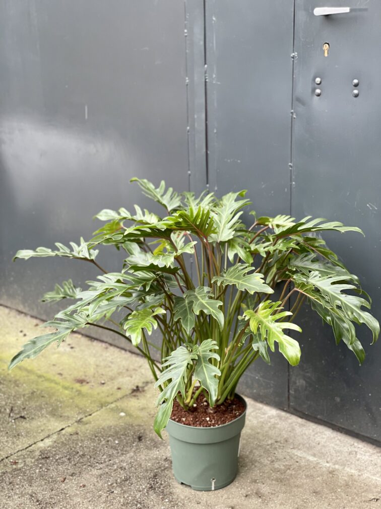 Zdjęcie rośliny Thaumatophyllum Xanadu, ujęcie 4