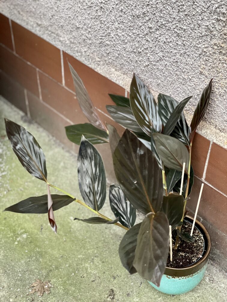 Zdjęcie rośliny Zingiber malaysianum Chocolate, ujęcie 1