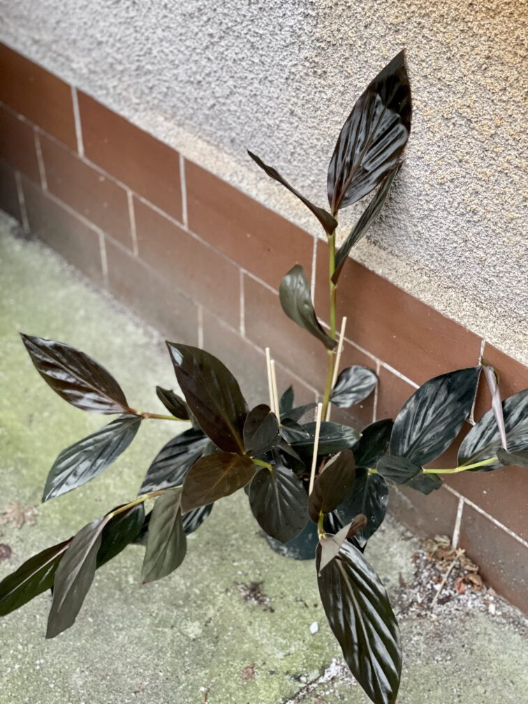 Zdjęcie rośliny Zingiber malaysianum Chocolate, ujęcie 2