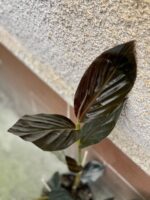 Zdjęcie rośliny Zingiber malaysianum Chocolate, ujęcie 3