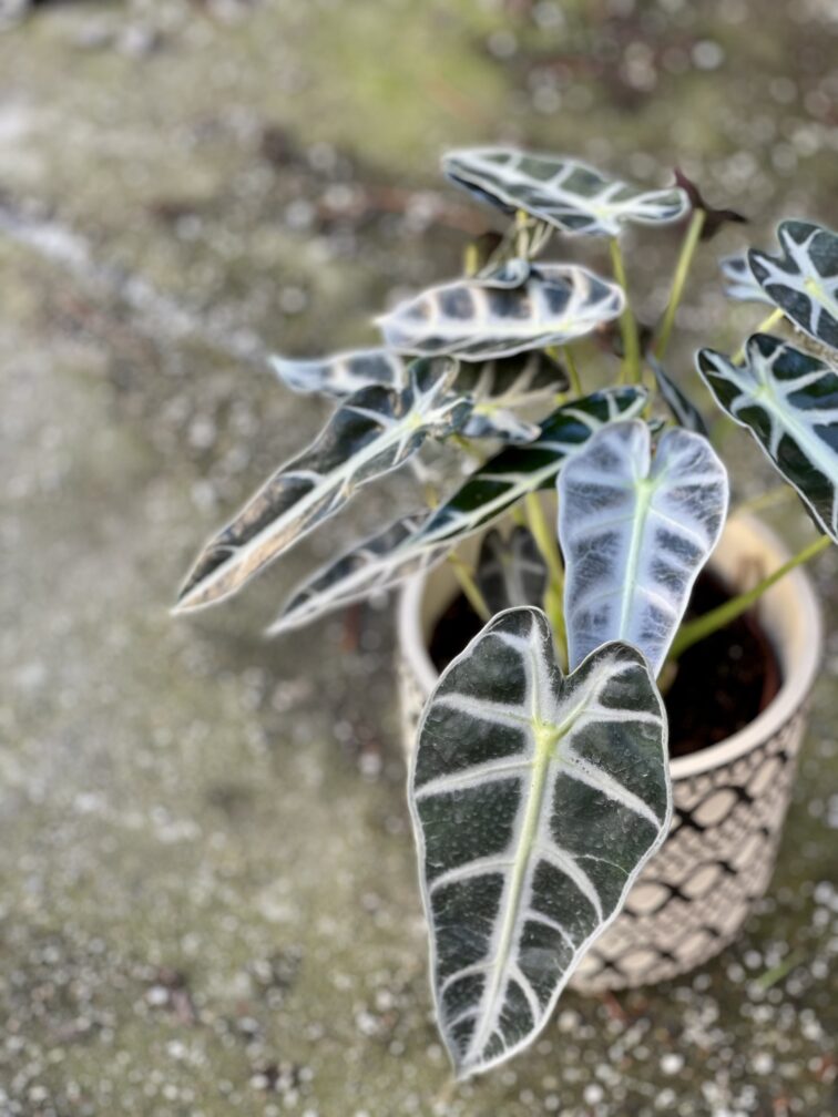 Zdjęcie rośliny Alocasia Bambino Arrow, ujęcie 1