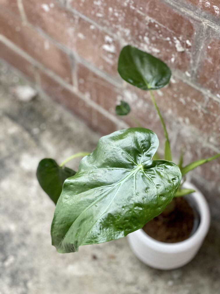 Zdjęcie rośliny Alocasia cucullata, ujęcie 1