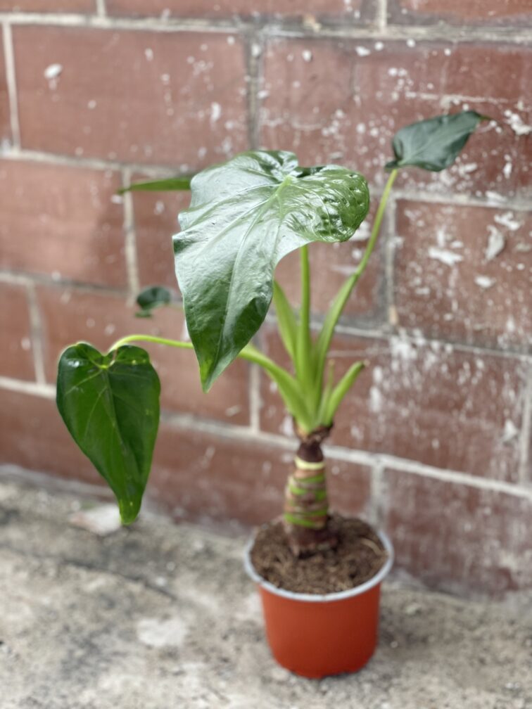 Zdjęcie rośliny Alocasia cucullata, ujęcie 2