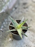 Zdjęcie rośliny Aloe vera Red Shade, ujęcie 2