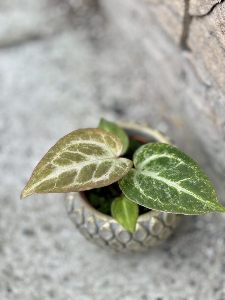 Zdjęcie rośliny Anthurium Silver Blush, ujęcie 1