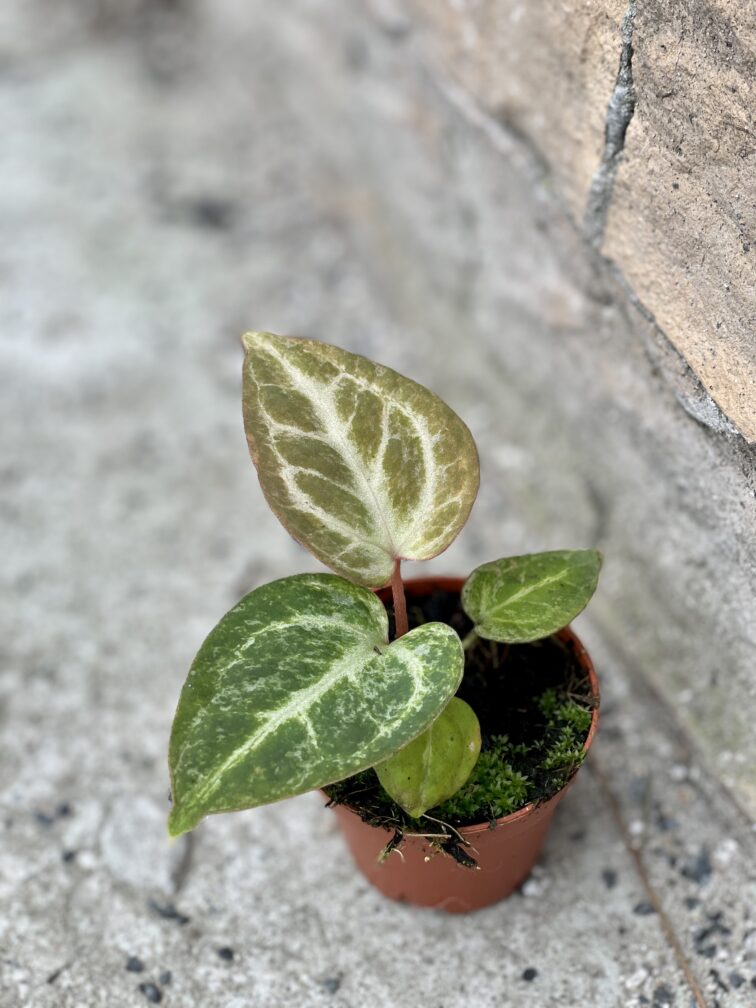 Zdjęcie rośliny Anthurium Silver Blush, ujęcie 3