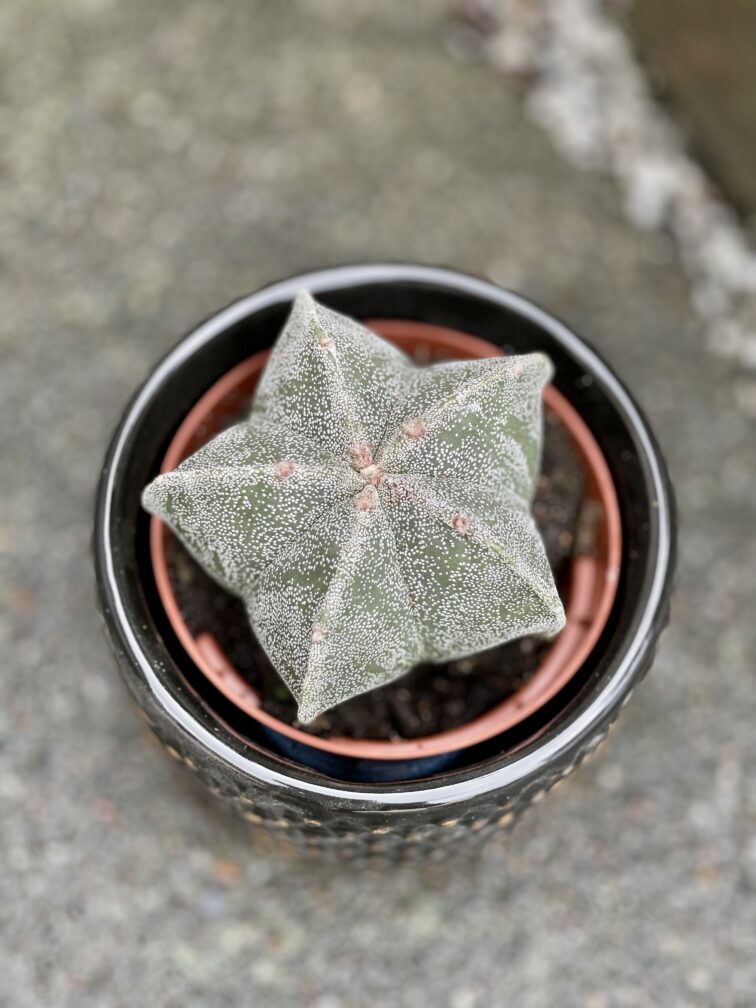 Zdjęcie rośliny Astrophytum myriostigma, ujęcie 1