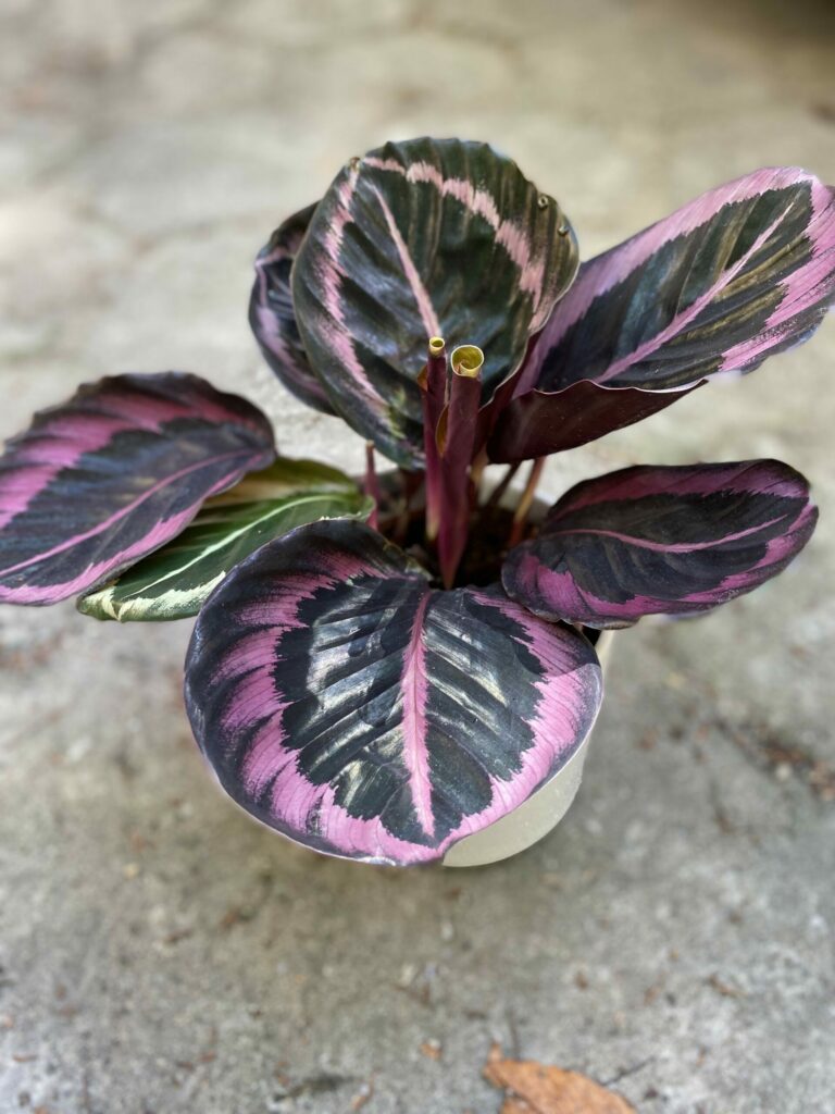 Calathea Roseopicta czarno-różowa roślina doniczkowa do domu