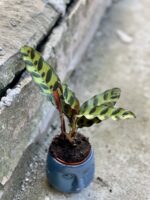 Zdjęcie rośliny Calathea Lancifolia, ujęcie 3