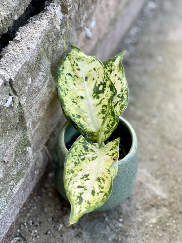 Zdjęcie rośliny Dieffenbachia maculata Amy, ujęcie 1