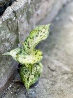 Zdjęcie rośliny Dieffenbachia maculata Amy, ujęcie 3