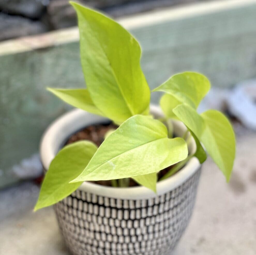 Epipremnum Golden Pothos (Neon) neonowe pnącze do domu