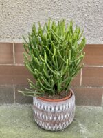 Zdjęcie rośliny Euphorbia Tirucalli, ujęcie 1
