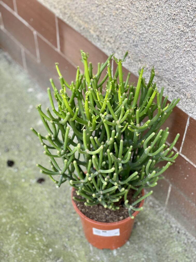 Zdjęcie rośliny Euphorbia Tirucalli, ujęcie 3