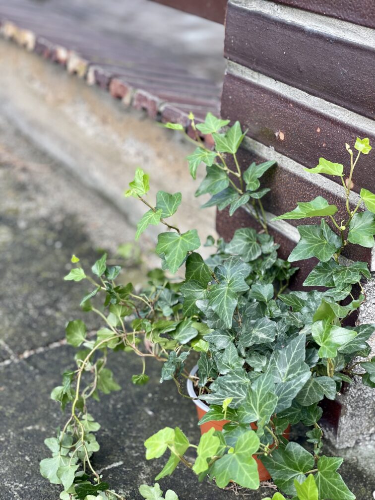 hedera-helix-wonder_12x30-1_1645877661.jpg Zdjęcie rośliny Hedera helix Wonder (Bluszcz), ujęcie 1