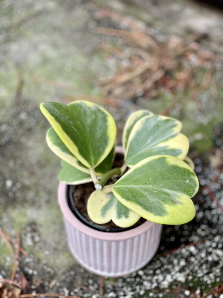 Zdjęcie rośliny Hoya kerri variegata, ujęcie 1